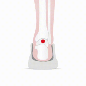 Положение таранной кости